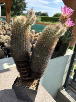 Echinocereus websterianus